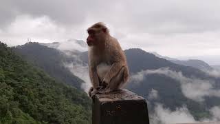 #246 - Wayanad Ghat Road - 9th hairpin monkey