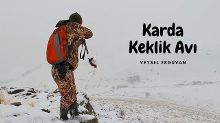 Karda av köpekleri ile muhteşem bir keklik avı, partridge hunt, ingiliz pointer, hunting