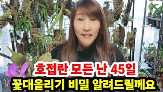 호접란 모든 난 꽃대올리기  45일 비밀 ?알려드릴께요?