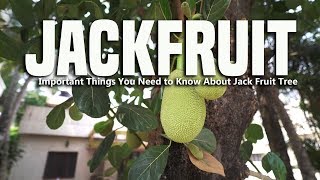 Jackfruit Tree | Important Things You Need to Know About Jack Fruit Tree