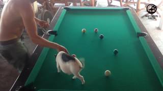 Micro pig , A Cute Mini Pig Clears The Pool Table :) @The Driftwood Surfer