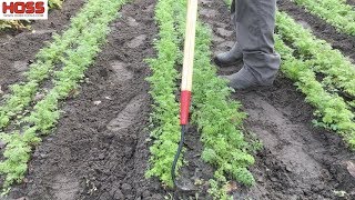 The Two Best Tools for Weeding Carrots and Onions