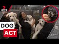 Surge in unwanted puppies is latest symptom of cost-of-living crisis | 7 News Australia