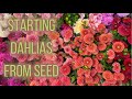 HOW TO GROW Dahlias From Seed And Care Instructions | PepperHarrow