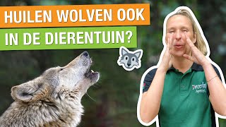 ALLES OVER WOLVEN! 🐺 + OP ZOEK NAAR DE WILDE WOLF! | Carlijns Dierenvraag #30