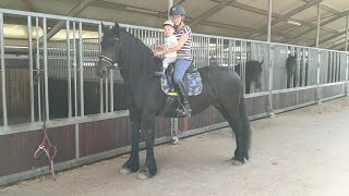 Rein on Reintje and his bicycle. My baby. Teach the foals to trust us. And more Friesian horses!