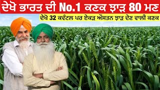 ਦੇਖੋ ਭਾਰਤ ਦੀ ਸਭ ਤੋਂ ਵੱਧ ਝਾੜ ਦੇਣ ਵਾਲੀ ਕਣਕ | India is No.1 wheat variety