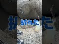 秋イカエギング🦑 いいサイズのアオリイカ釣ったら竿おれました･･･ shorts short エギング アオリイカ