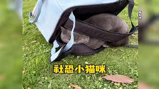 小猫咪居然也会社恐