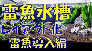 【雷魚飼育】カムルチー水槽レイアウト化計画vol.4雷魚導入編【立ち上げ】