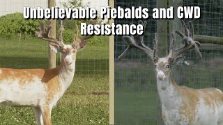 Breeding the Perfect Deer and Piebald in Michigan