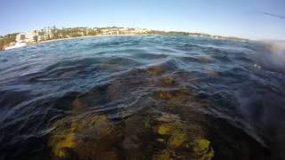 Terrigal haven sharks