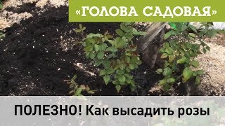 Голова садовая - ПОЛЕЗНО! Как высадить розы