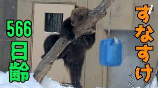 【daysold】エゾヒグマのすなすけくん 1年6月齢 Sunasuke ezo brown bear 1year 6months old