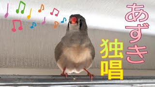 【文鳥・キンカチョウ】あずき何故鳴くの？