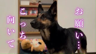 When Dad talked to German Shepherd dog who is staring at Mom, her response is too cold...!