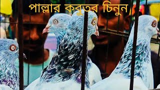 ||ফতুল্লা কবুতর হাট|| Fotullah Kobutor Hat (Friday-04-09-2024) Subscribe please #kobutor #fotullahat