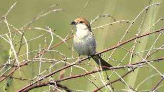 Neuntöter (Lanius collurio) im Mönchbruch von Mörfelden und Rüsselsheim