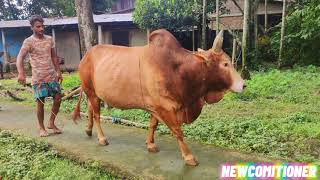 ||Sylheti Fighter Bull “Rav Star -3”||