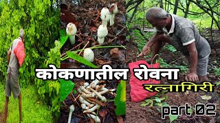 aalambi_mushroom_कोकणातील रोवणा/ आळंबी_कोकण रानभाजी _mushroom in wild_dipak chaughule_ratnagiri