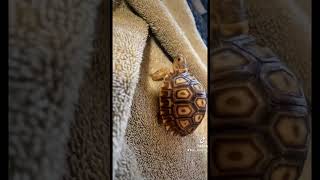 What They Don't Tell You When You Purchase a Baby Sulcata Tortoise!