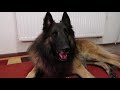 typical day with belgian shepherd tervuren puppy crate and off leash training q u0026a