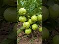 🌿Grow_Guava_Tree_FAST_with_These_Pro_Tips_#guava_#fruittree_#gardening #shorts #shorts