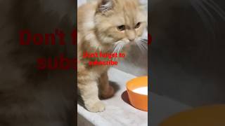 #subhanallah #mashallah #beautiful #cat #trending #viral #video #vlog #highlights #youtubeshorts