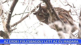 Az erdei fülesbagoly lett az év madara