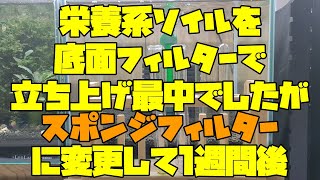 栄養系ソイルを底面フィルターで立ち上げ最中でしたがスポンジフィルターに変更　1週間後