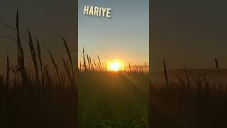 Hariye Jai | New Bengali Song | Acoustic Bengali Songs | Music of Asia