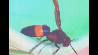 Greater Banded Hornet Video