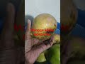 Pilih buah mangga yg bagus utk semaian dari biji#mangga #apple