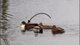 Waterfowl Birding, Monroe, WA - American Coot, Ring-Necked Duck, Hybrids and More