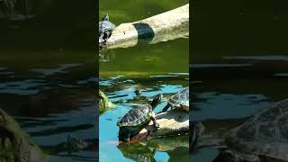 Small turtles basking in the sun#turtle #shortsvideo