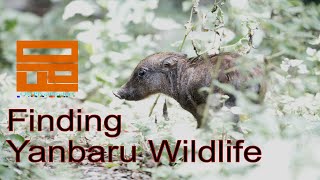 Finding Yanbaru Wildlife - Okinawan Wild Bore - Inoshishi - OkiPixelFinders