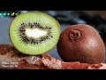 kiwifruit vs papaya कौन है बेहतर scientific study 5 alternative fruits to increase platelets