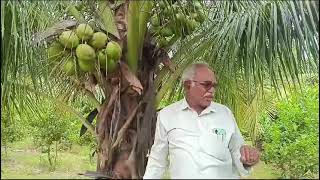 Ram ganga coconut plants