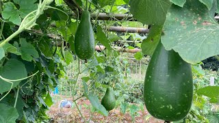 Our vegetables Garden-আমাদের কৃষি বাগান #vegetablesharvesting #BongoCouple