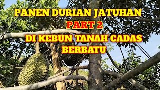 Part 2. Panen durian jatuhan di kebun tanah cadas berbatu