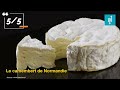 top 5 des fromages qui puent