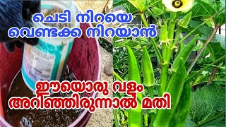 ഒരാഴ്ച കൊണ്ട് ചെടിയിൽ വെണ്ടക്ക നിറയും | Venda Krishi Malayalam