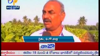 Pogamalle in Tobacco effecting crop growth - జైకిసాన్ - on 6th February 2015