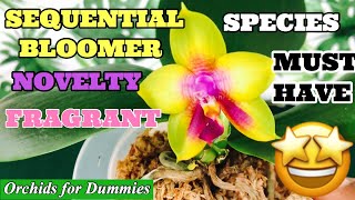 Sequential Bloomer Fragrent Bellina Phalaenopsis Species Orchid + Grocery Store Mini