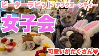 ピーターラビット アフタヌーンティー で 女子会  【 フレンチブルドッグ french_bulldog 】 表参道ゼルコヴァ