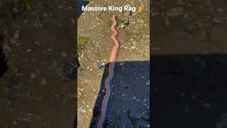 Massive King Rag