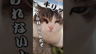 お兄ちゃんは忙しいんだゾ😹　#ねこ #ねこ動画 #shorts