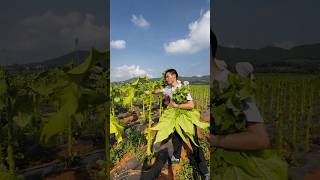 Fresh vegetable picking process