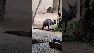 Look we found Kangaroo 🦘🦘 in Switzerland zoo #zoo #animals #travel #shorts