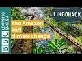 The Amazon and climate change - Lingohack